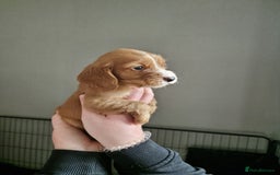 Cocker Spaniel dogs for sale: Boy cocker spaniel  - Image 4