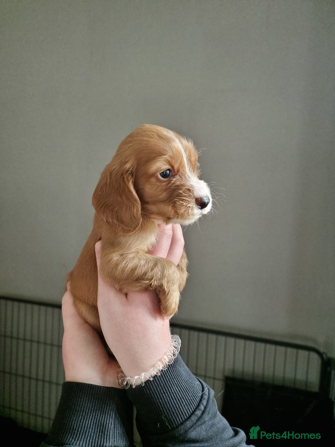 Cocker Spaniel dogs for sale: Boy cocker spaniel  - Image 4