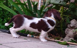 English Springer Spaniel dogs for sale: ESS girl puppies  - Image 26