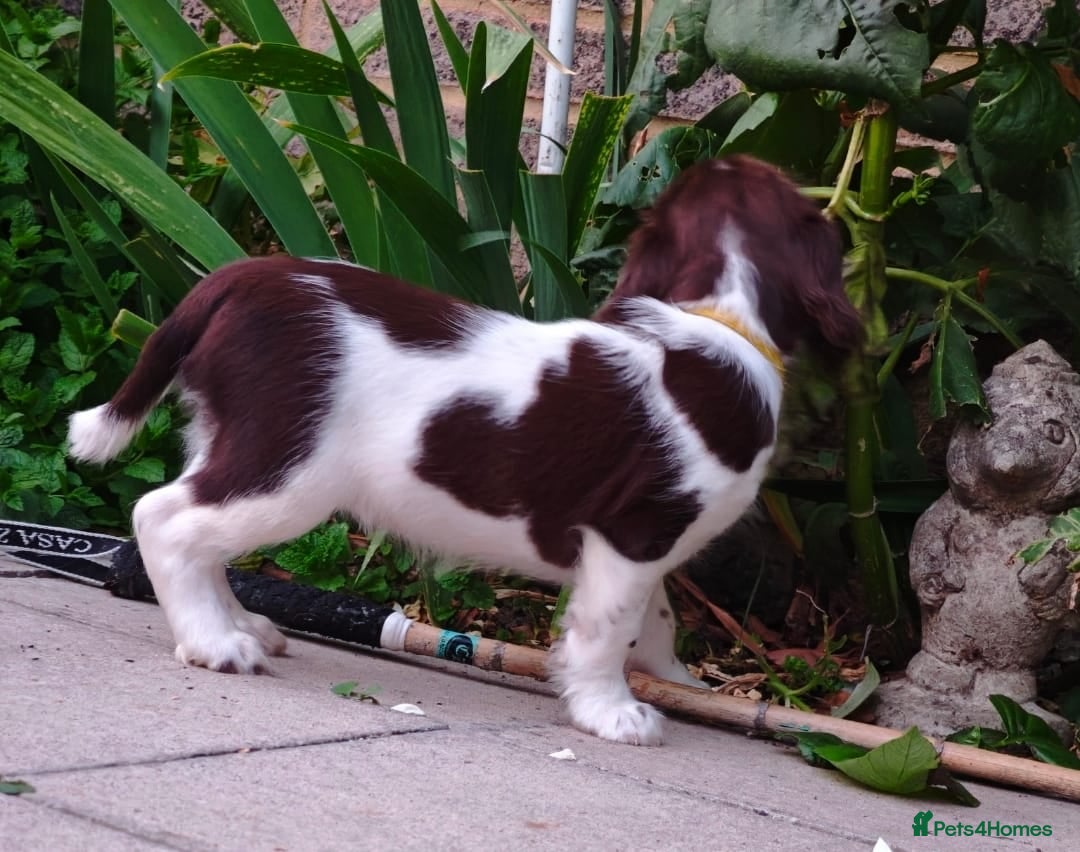 English Springer Spaniel dogs for sale: ESS girl puppies  - Image 26