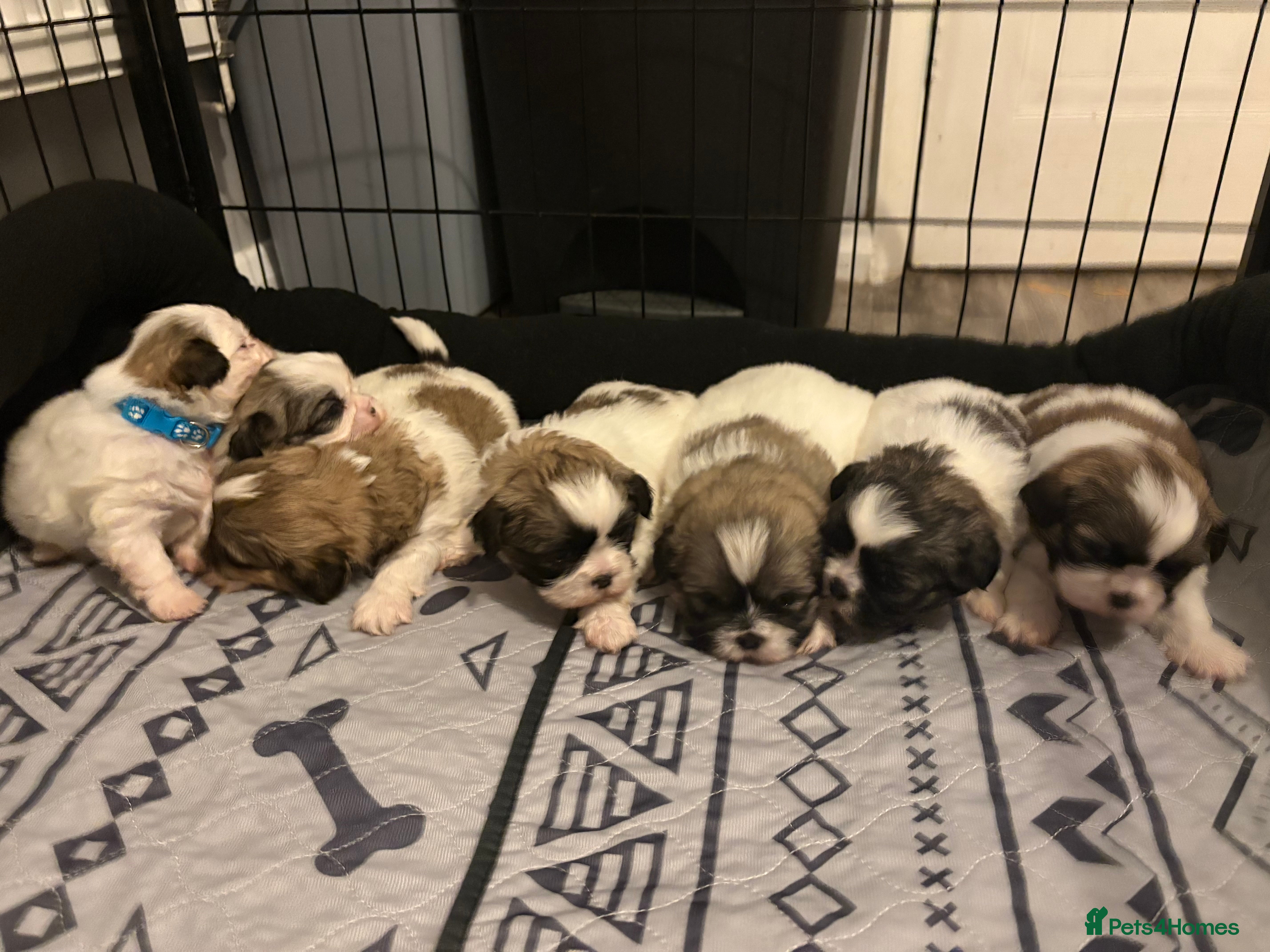 Shih Tzu dogs The Disney pups (Last boys left) - Advert 17