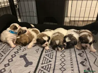 Shih Tzu dogs The Disney pups (Last boys left) - Advert 17