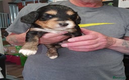 Cockapoo dogs for sale: Adorable cockerpoos under 1000 - Image 3