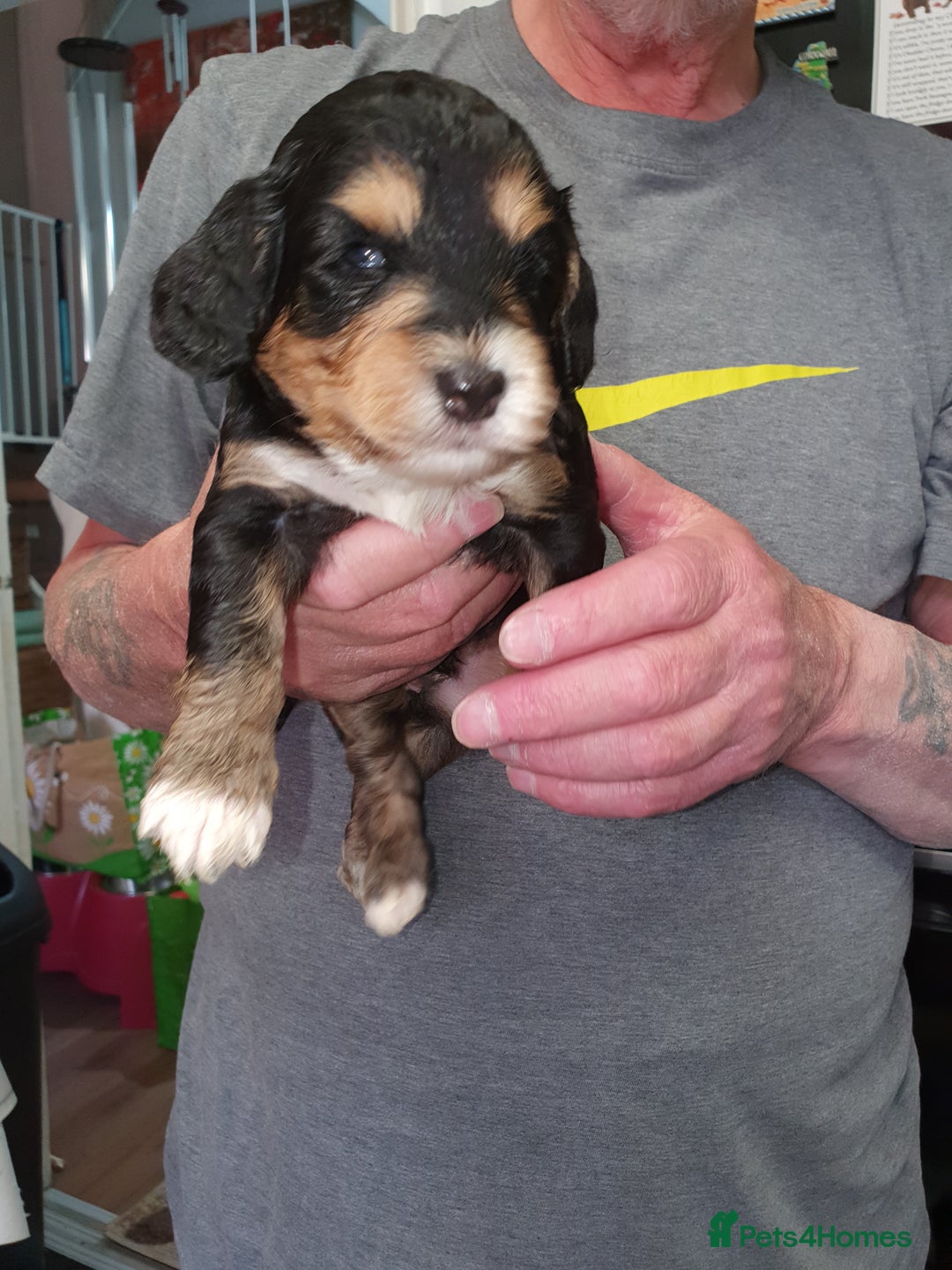 Cockapoo dogs for sale: Adorable cockerpoos under 1000 - Image 3