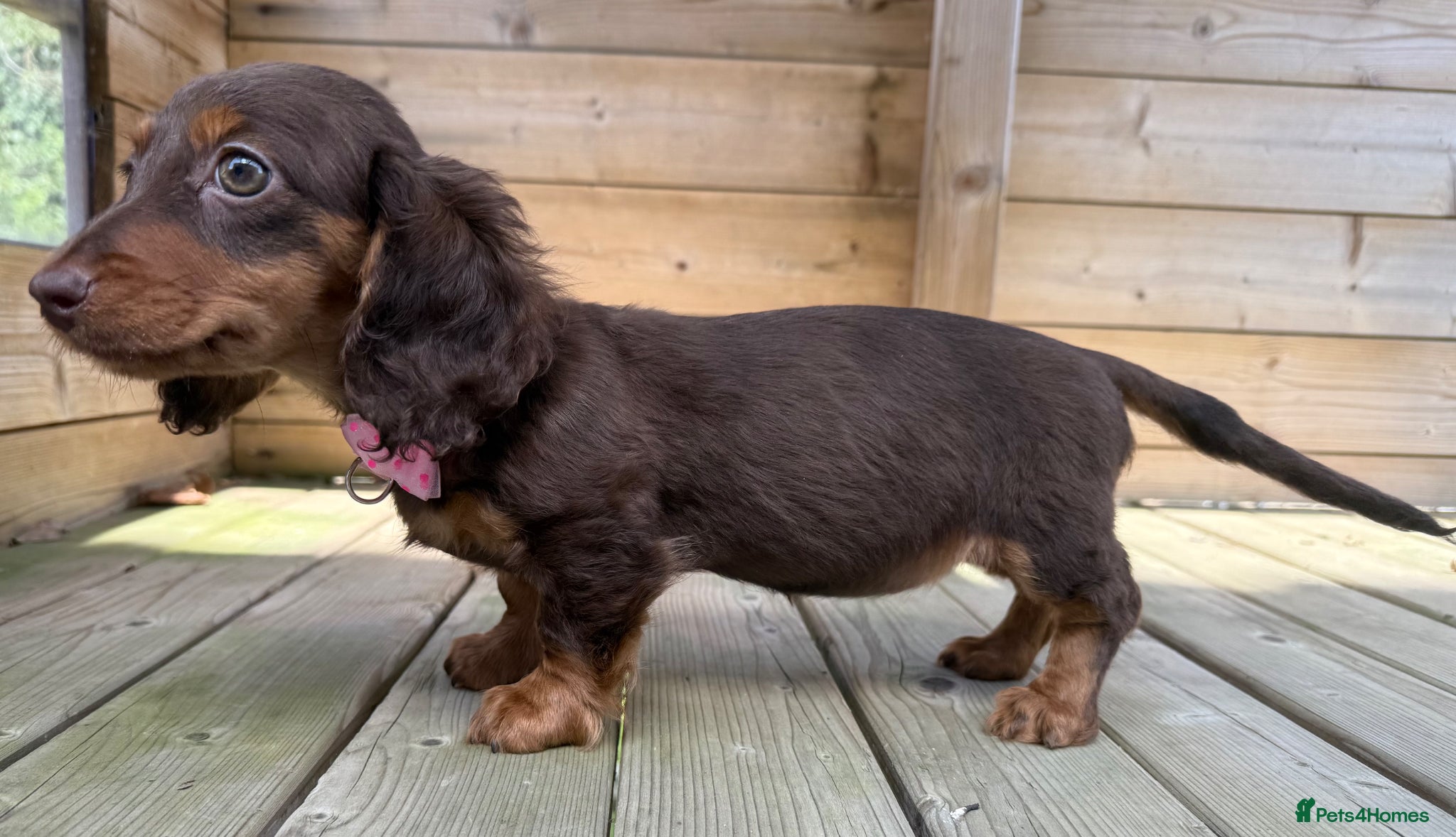 Miniature Dachshund dogs Stunning Longcoats 5 Star Reviews 5 Star Licensed - Advert 1