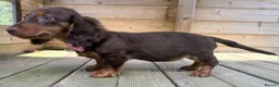 Miniature Dachshund dogs for sale: Stunning Longcoats 5 Star Reviews 5 Star Licensed - Advert 3