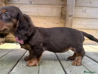 Miniature Dachshund dogs Stunning Longcoats 5 Star Reviews 5 Star Licensed - Advert 1