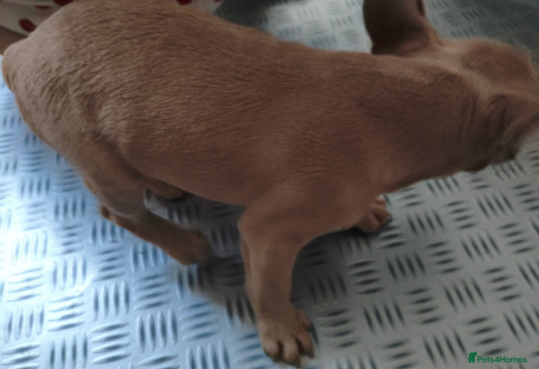French Bulldog dogs for sale: French Bulldog Puppies looking for their home  - Advert 12