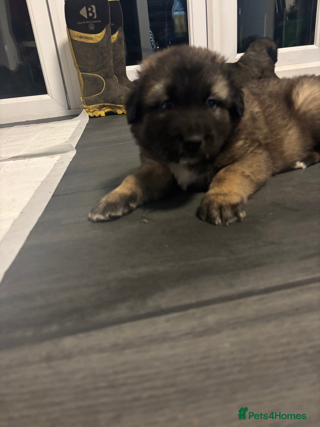 Caucasian Shepherd Dog dogs for sale: Caucasian Shepherds  - Advert 30