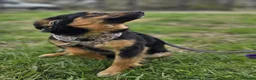 Mixed Breed dogs for adoption: ❤️🐶 LOLLY – GENTLE HEART, HAPPY SOUL in Burton-on-Trent - Advert 10