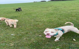 American Bully dogs for sale: Male pocket bully  - Image 5