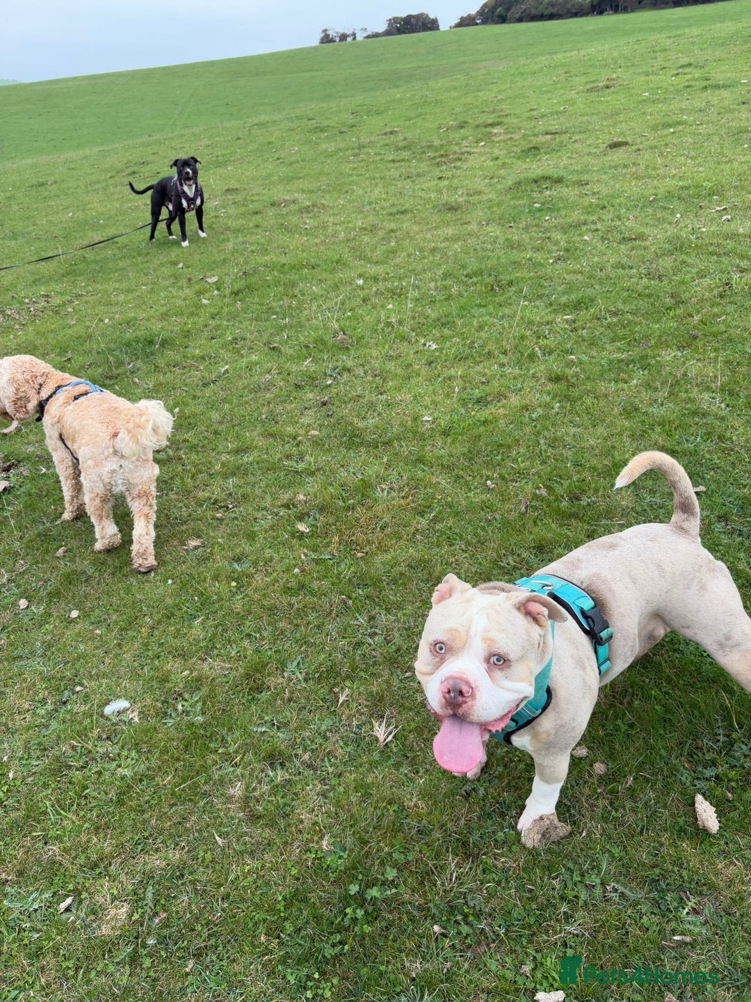 American Bully dogs for sale: Male pocket bully  - Image 5