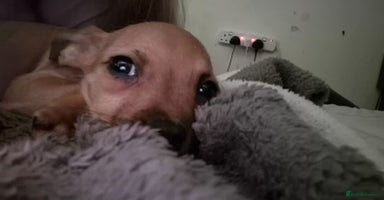 Mixed Breed dogs - Advert 5