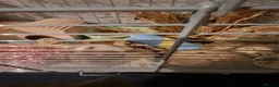 Hamster rodents for sale: 2 x male syrian hamsters approx 6 months old - Advert 5