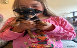 Jack Russell dogs for sale: Gorgeous Jack Russell Puppies - Image 20