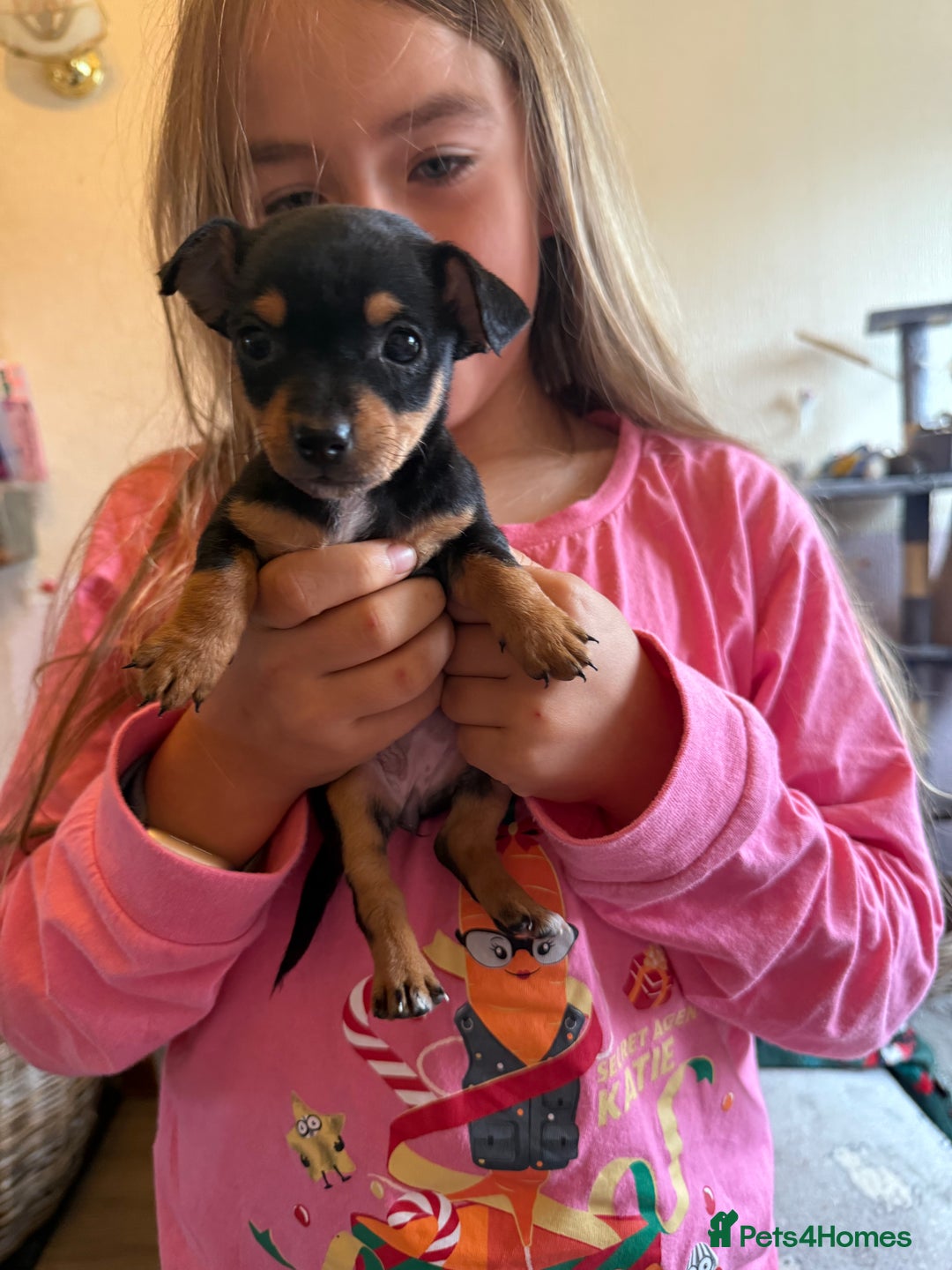 Jack Russell dogs for sale: Gorgeous Jack Russell Puppies - Image 20