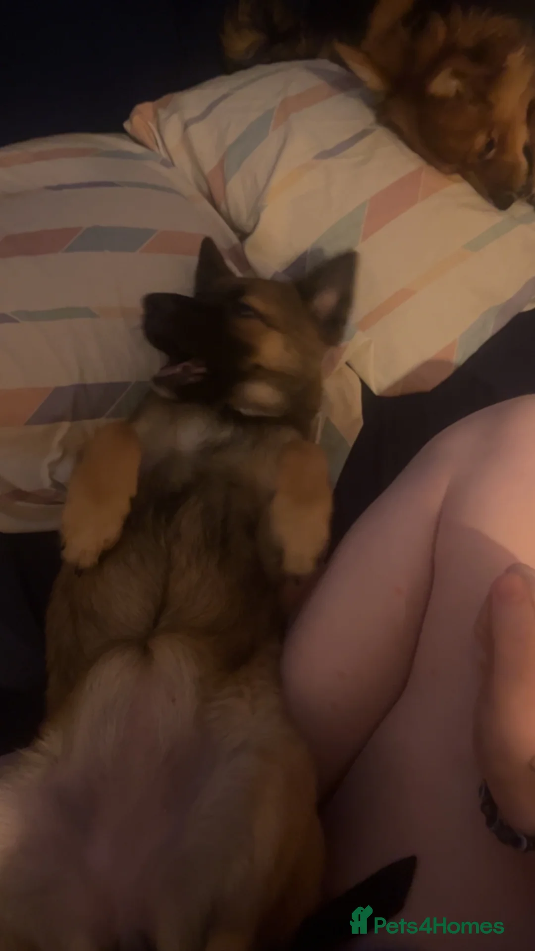 Mixed Breed dogs for sale: Fffggg - Advert 1