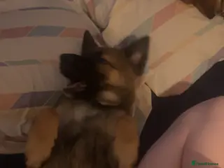 Mixed Breed dogs Fffggg - Advert 5