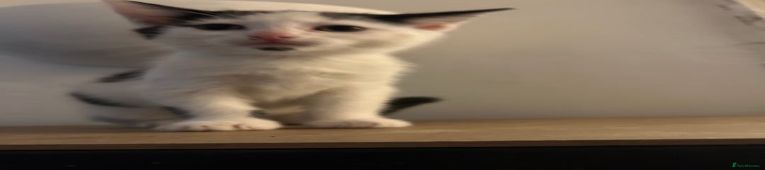 Domestic Shorthair Kitten 2