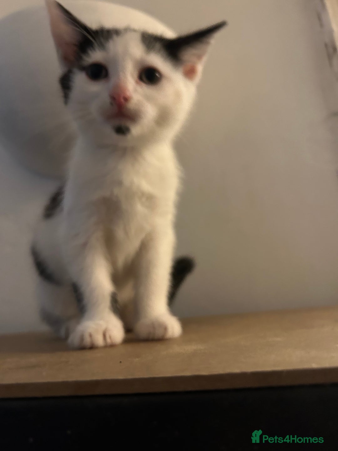 Domestic Shorthair cats for sale: 2 Females and 2 Males  - Image 5