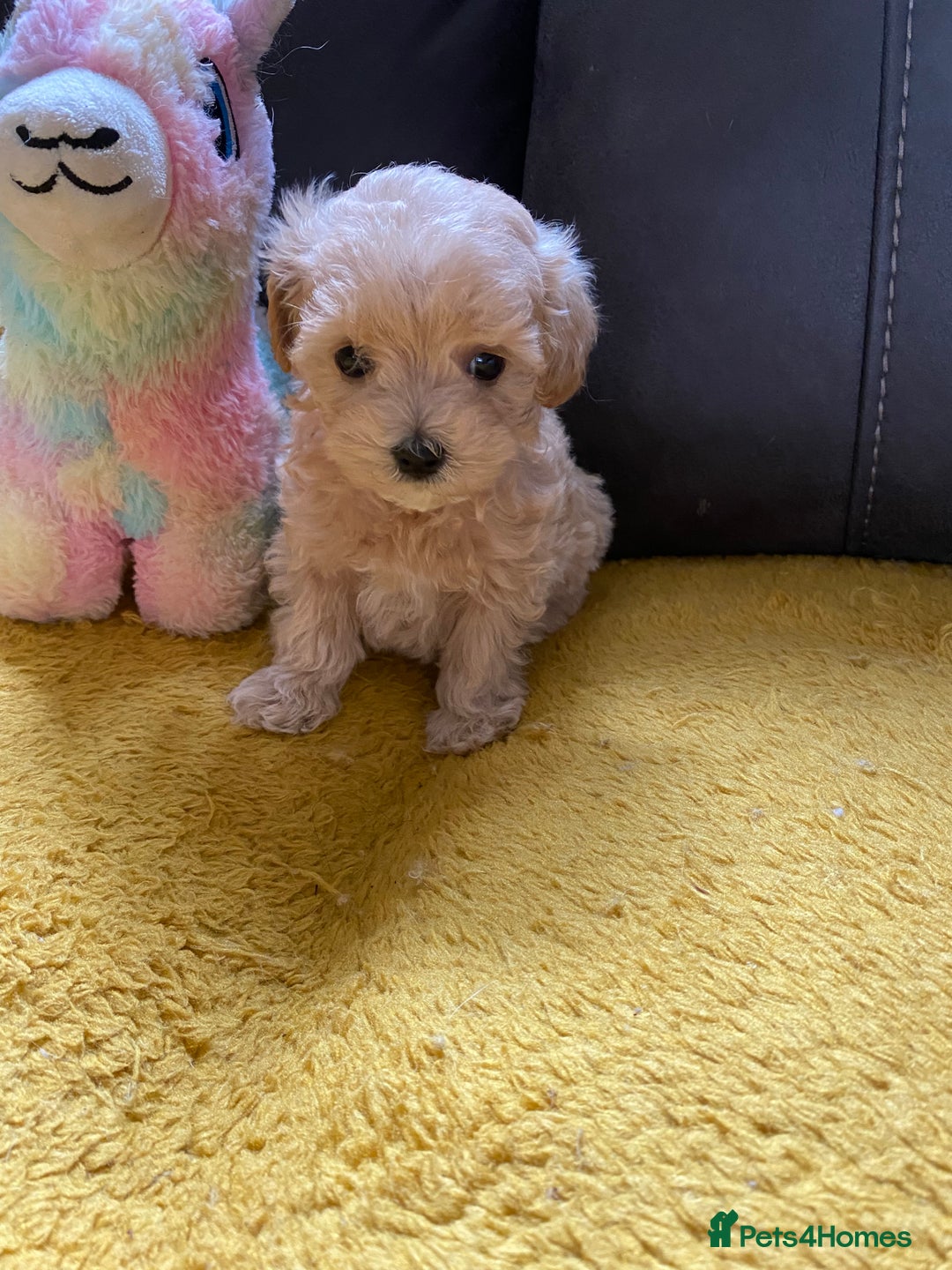 Maltipoo dogs for sale: Tiny Maltipoo Puppies - Image 26