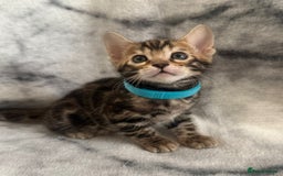 Bengal cats for sale: 🏡Gorgeous Bengal Kittens–Ready for Reservation 🐾 - Image 22