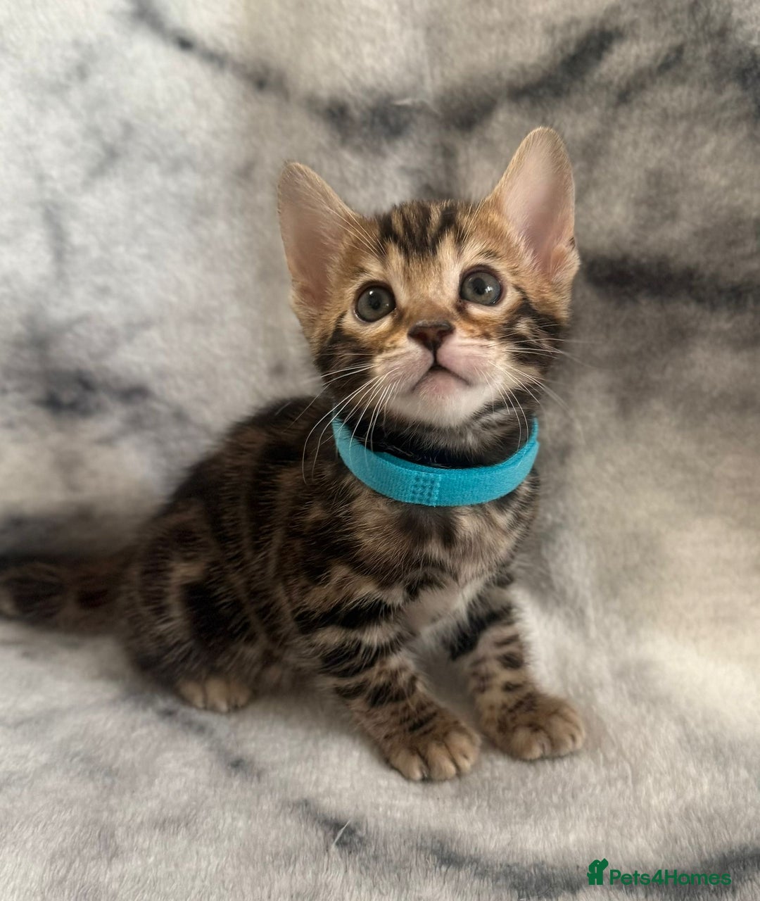 Bengal cats for sale: 🏡Gorgeous Bengal Kittens–Ready for Reservation 🐾 - Image 22
