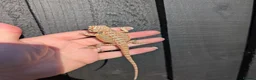 Bearded Dragon reptiles for sale: Baby bearded dragons - Advert 19