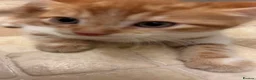 Mixed Breed cats for sale: cute kittens  - Advert 6