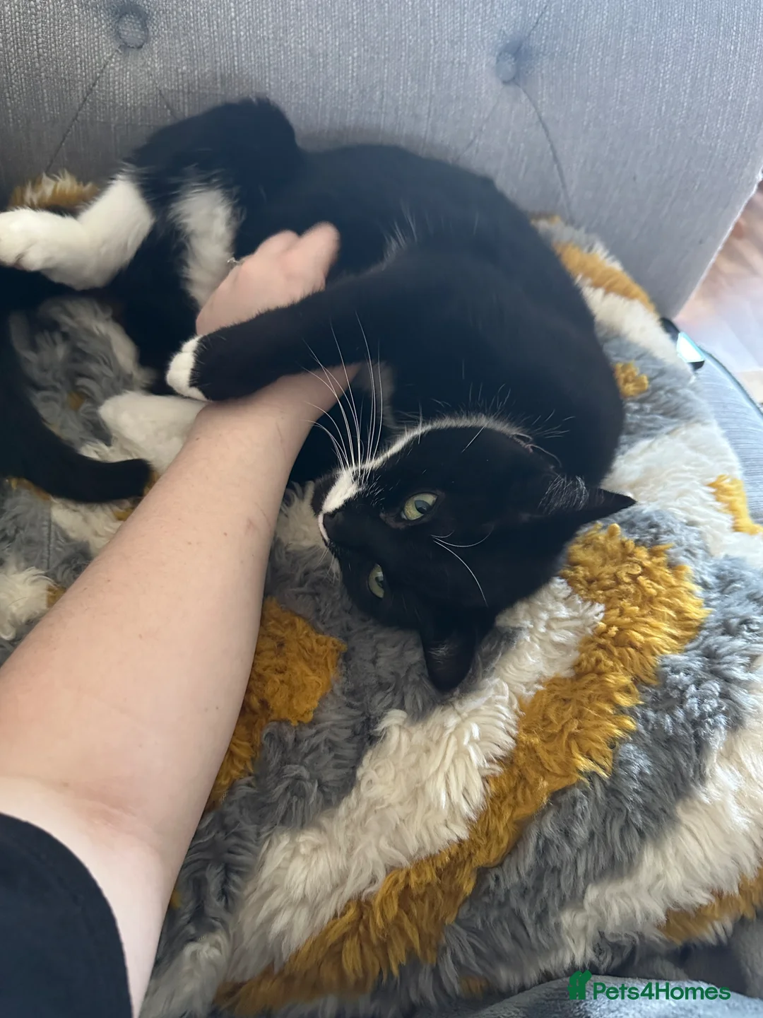 Mixed Breed cats for sale: Female Tuxedo - Luna - Open to Offers  - Advert 7