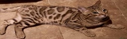 Bengal cats for sale: STUNNING GLITTER PELTED TICA REG BENGAL KITTENS - Advert 29