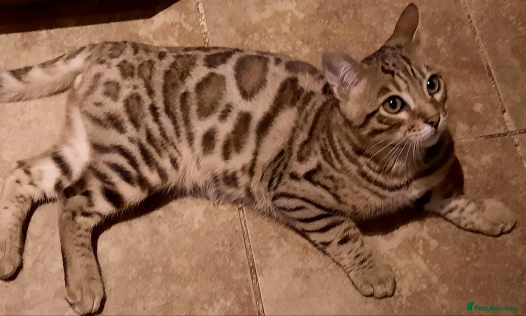Bengal cats for sale: STUNNING GLITTER PELTED TICA REG BENGAL KITTENS - Advert 29