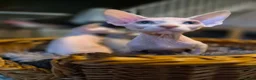 Sphynx cats for sale: Sphyx kittens for sale both £750 - Advert 28