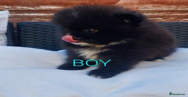 Pomeranian dogs - Advert 11
