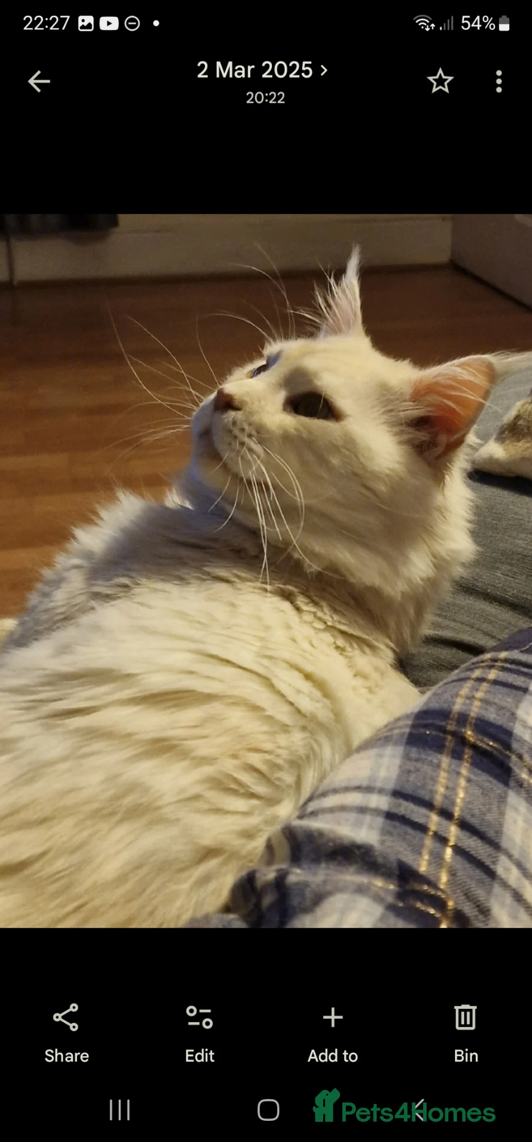 Maine Coon cats for sale: Gorgeous big boy Maine Coon  - Advert 5