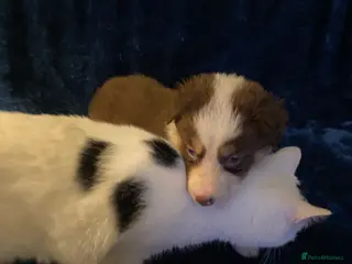 Border Collie dogs Quality Red, White & Gold Border Collie Pups - Advert 6