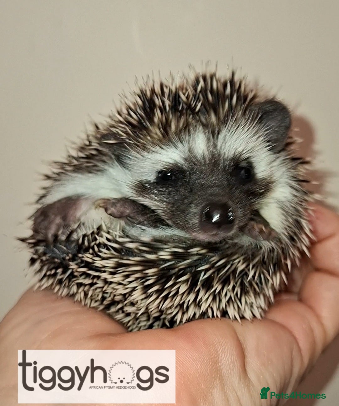 Pygmy Hedgehog rodents 1 handsome Male and 1 stunning female  - Advert 2