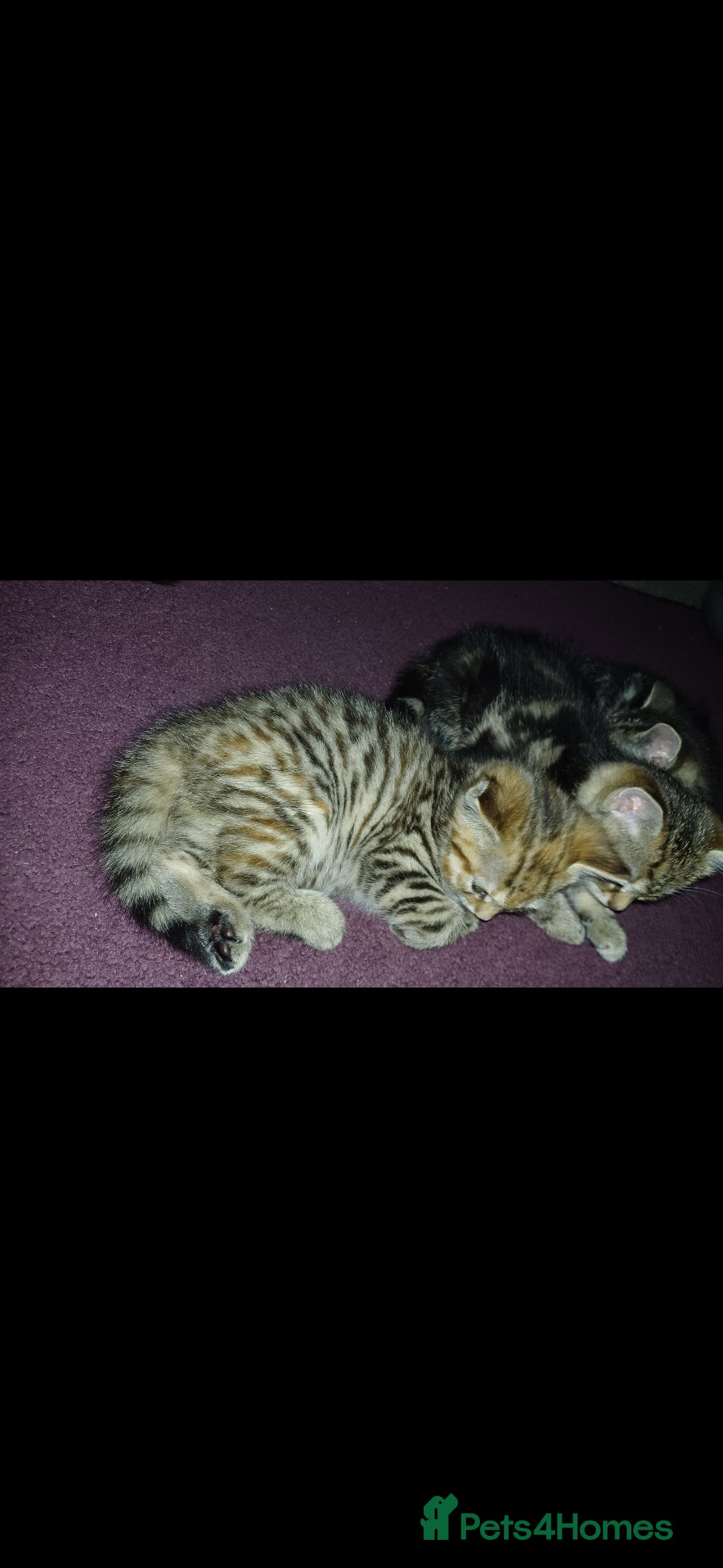 American Shorthair cats for sale: Kitten  - Advert 3