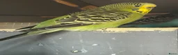 Budgerigars birds for sale: Young female budgies for sale  - Advert 12