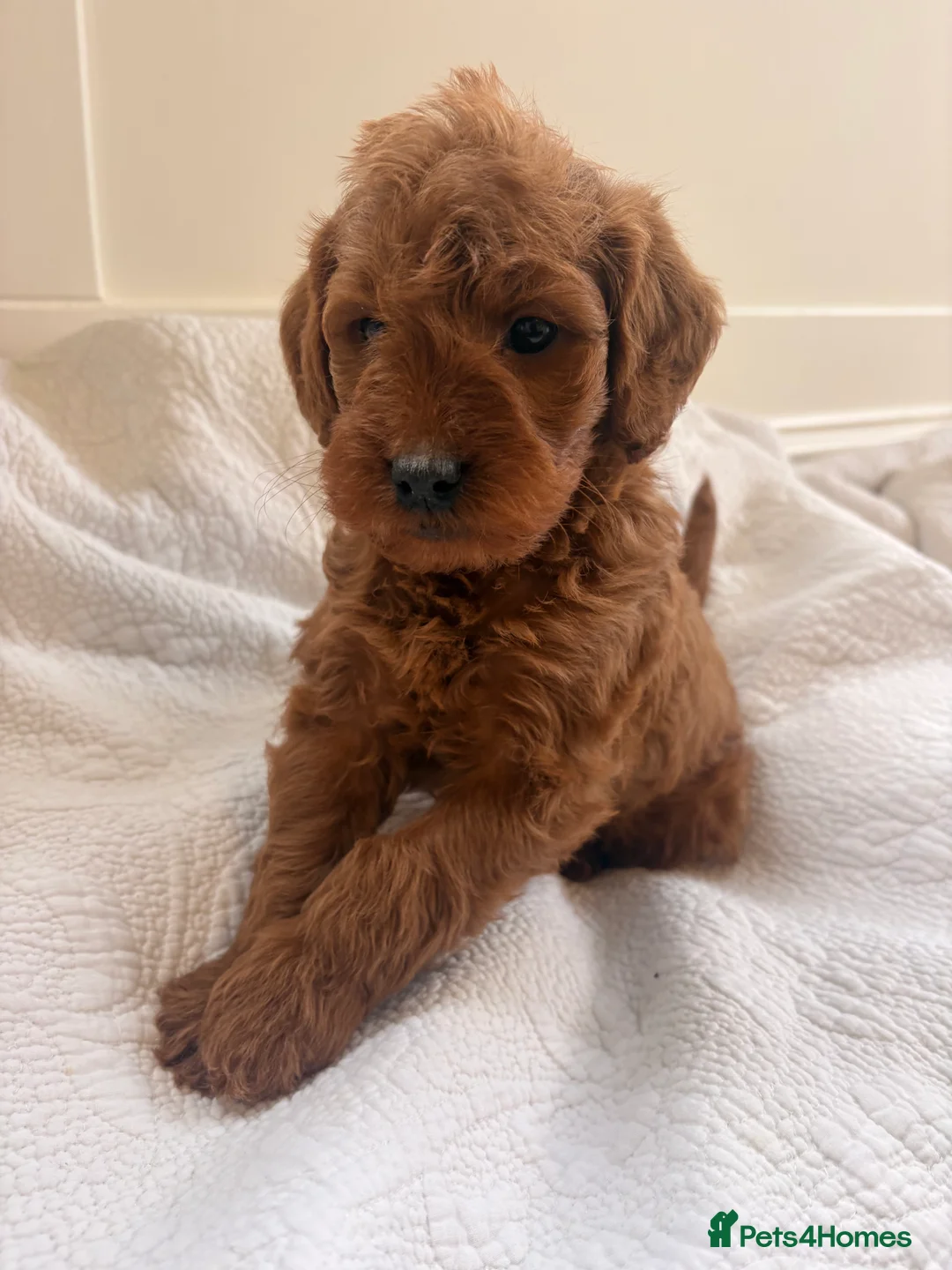 Labradoodle dogs for sale: LICENSED BREEDER QUALITY MINI LABRADOODLES - Advert 27
