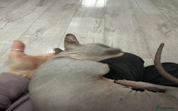 Sphynx cats for sale: Bambino blue girl  - Image 9