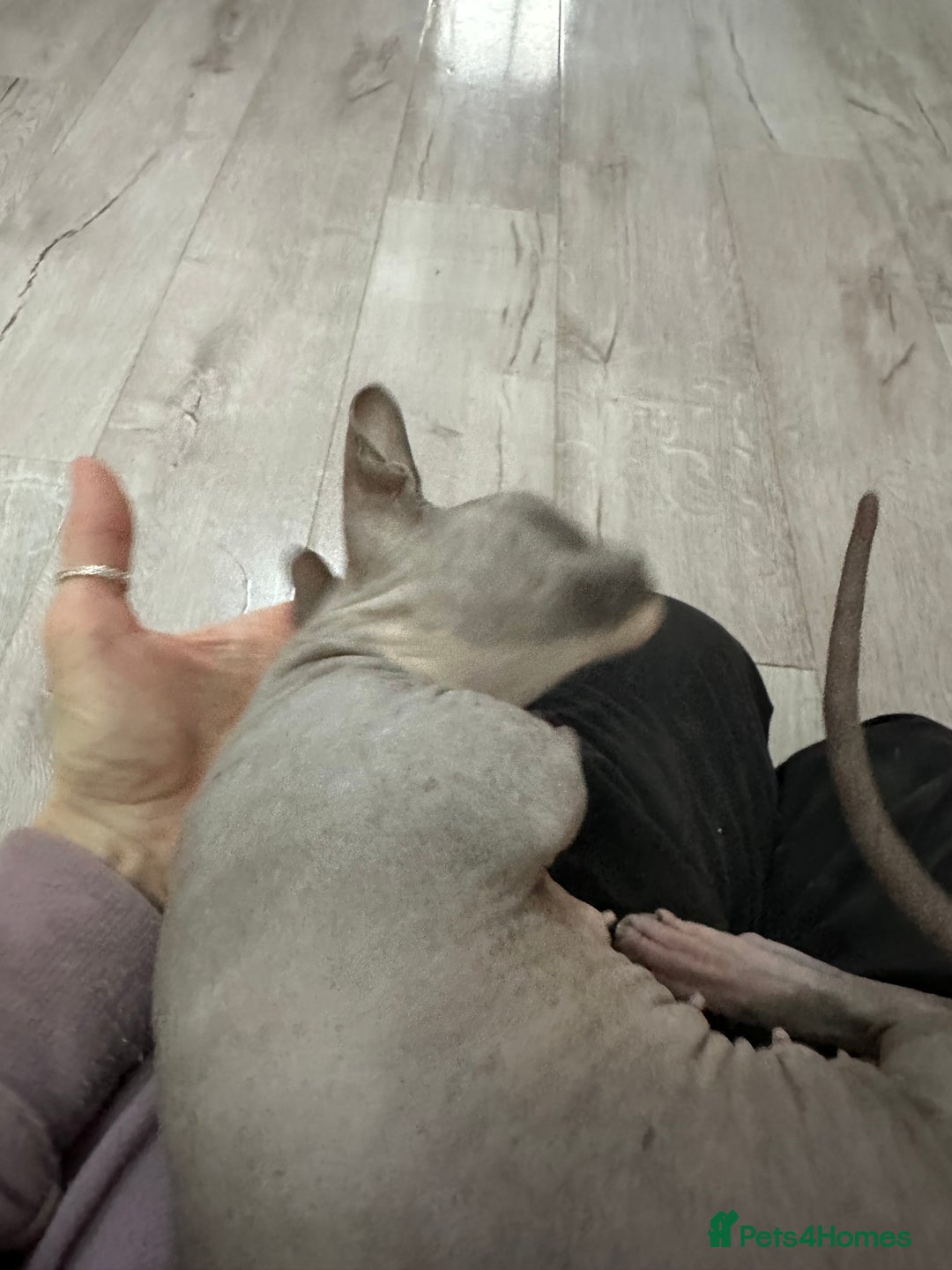 Sphynx cats for sale: Bambino blue girl  - Image 9