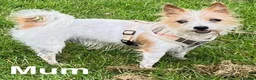 Mixed Breed dogs for sale: **Gorgeous Jack Russell × Bichon Frise Puppies - Advert 13