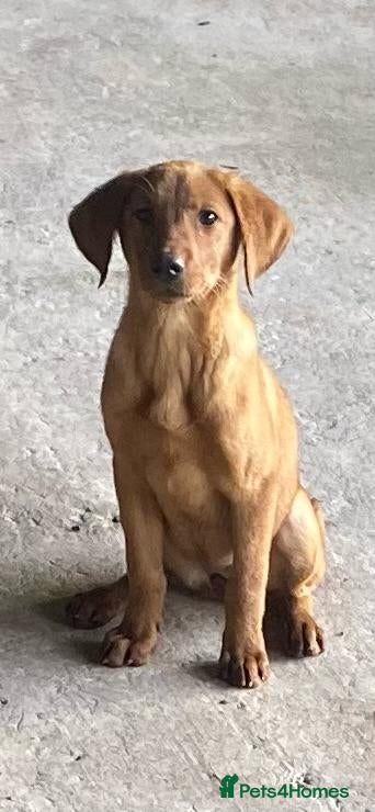 Labrador Retriever dogs Fox Red Working Labrador puppies for sale - Advert 1