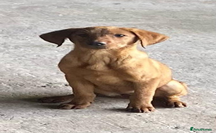 Labrador Retriever dogs - Advert 1
