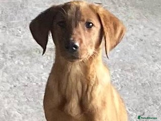 Labrador Retriever dogs - Advert 9