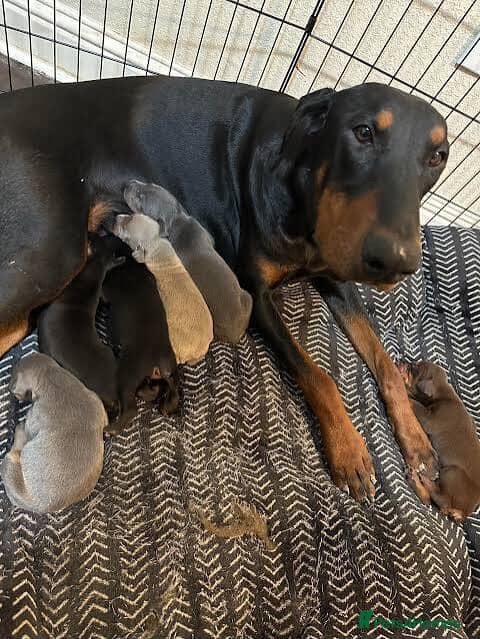 Dobermann dogs 2 Gorgeous Doberman Pups Looking for Loving Home - Advert 6