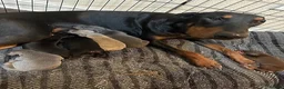 Dobermann dogs for sale: 2 Gorgeous Doberman Pups Looking for Loving Home - Advert 1