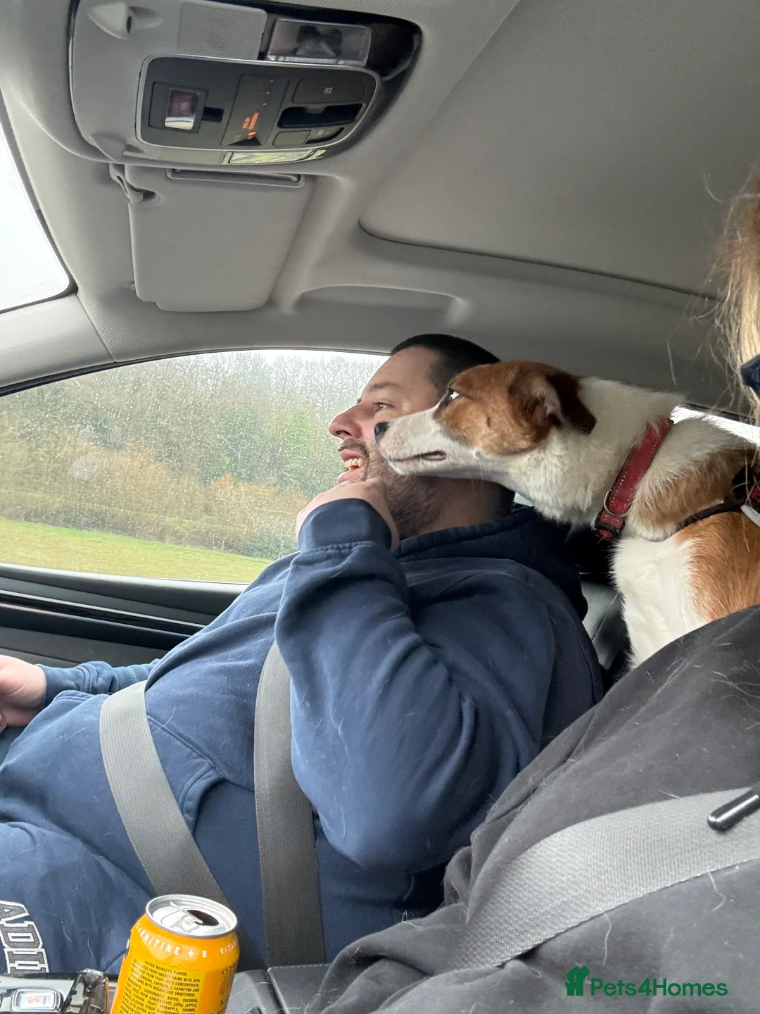 Border Collie dogs for sale: Angel - Advert 5