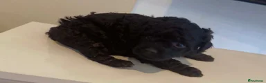 Poochon 4